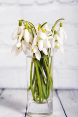 Snowdrop flowers isolated on gray background