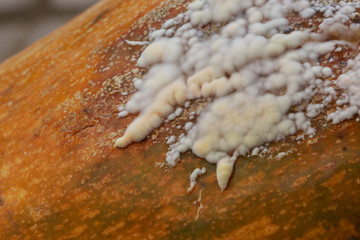 the white mold