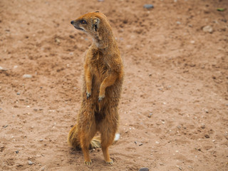 Fototapeta premium Doncaster wildlife safari. Mongoose standing on sandy ground, looking to the left. Mongoose in the zoo.