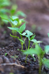 Micro Greenery pepper in greenhouse