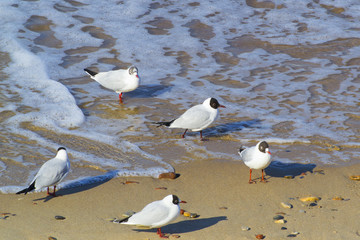 Seagulls on the shores of the Baltic Sea