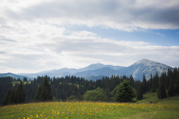 Obraz premium Beautiful scenic summer landscape with blue bright sky and white clouds. Meadow full of wild flowers and grass in foreground. Foggy mountains in distance. Horizontal color photography.