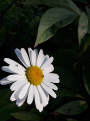 Fototapeta premium White flower