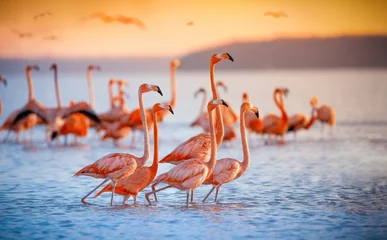 Poster Im Rahmen Rosa Flamingos in der Sonne © jdross75
