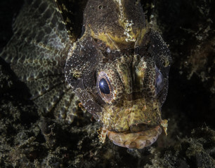 Scorpionfish at Lembeh strait, Sulawesi, Indonesia