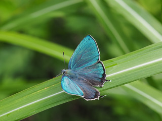 ジョウザンミドリシジミ