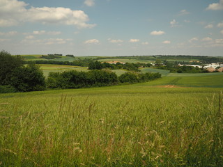 Summer landscape, sunny day, green fields of rye on the hills, line of trees and a trail from the tractor in the fields, wind turbines in the distance, blue sky and white clouds in the background
