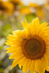 the bee pollinates the sunflower, Sunflower close up