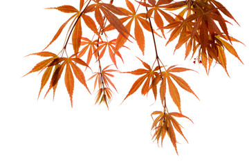 Japanese Maple leaf