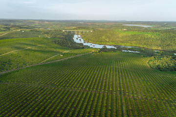 Aerial views of almond tree plantation in Alentejo, Portugal