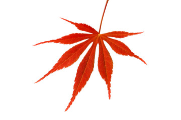Japanese Maple leaf