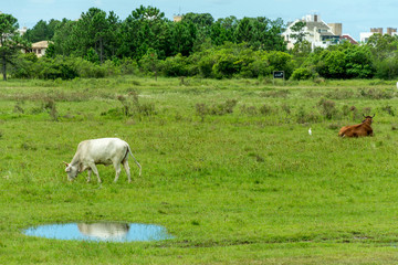 Fototapeta premium White cow grazing and its reflection on a water puddle