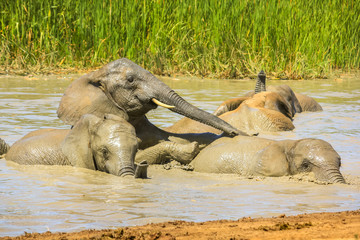 Fototapeta premium Close-up of African Elephants bathing in the mud of a pool in a summer season, to lower the body temperature. Addo Elephant National Park, Eastern Cape, South Africa.