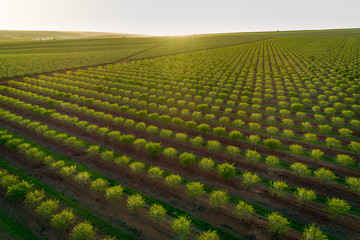 Aerial views of almond tree plantation in Alentejo, Portugal