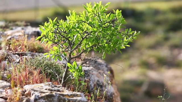 A small tree growing in the grass on top of cliff