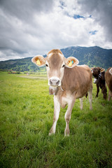 Fototapeta na wymiar Junges Rind im Allgäu auf der Weide, Hochformat