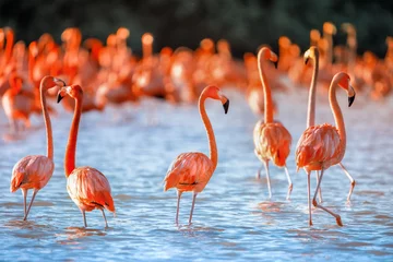 Gardinen Ponk-Flamingos mit rosa Hintergrund © jdross75
