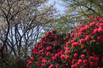 赤い石楠花が咲いた森
