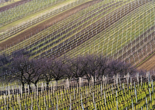 Landscape with vineyard and trees in line in spring