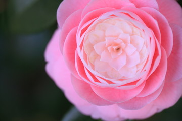椿の素敵な花びら