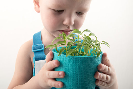 Happy blond kid with flower pot for growing seedlings. Bright child emotions. Green plant in black earth. Boy is happy at home. Preparation for new season of farmer. Tomato, pepper, eggplant