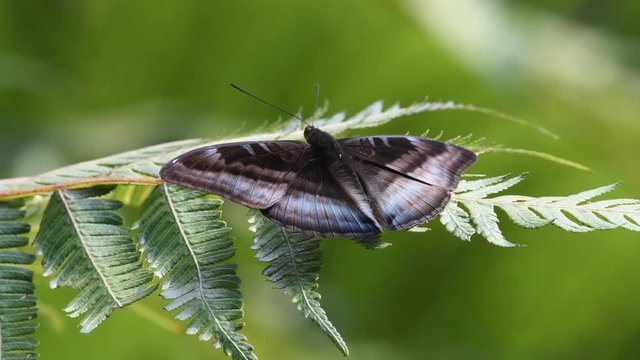 Chocolate Commodore rare Butterfly in Thailand and Southeast Asia.