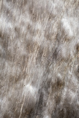 gray wood texture
