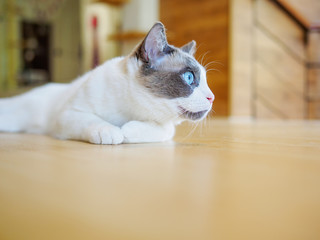 Fototapeta na wymiar Portrait of Bi-Color Brown White Ragdoll Cat lying on the floor and looking aside, Rag Doll cat with beautiful blue eyes and long whiskers at home. Portrait with alert face.