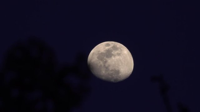 4K・夕暮れ時の月と木々・タイムラプス_03-1314