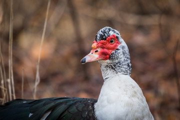 Mucovy Duck