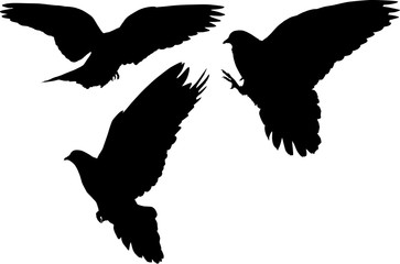 three flying pigeons isolated black silhouettes