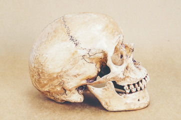 human skull anatomy on background, vintage filter image