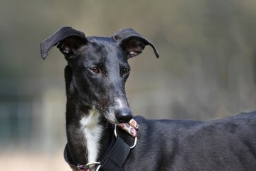 Portrait eines schwarzen Galgos