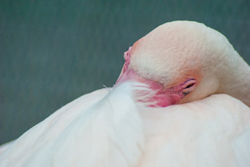Head of flamingo rest on its own body are about to nap in afternoon time, its eye is about to close, close up photo