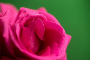 Beautiful red rose on a green background