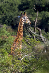 Giraffe at Imfolozi-Hluhluwe Game Reserve in Zululand South Africa