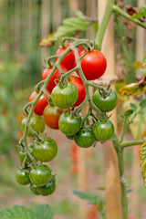 Growing unripe tomatoes close up.