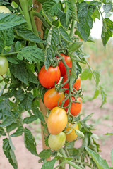 Growing unripe tomatoes close up.