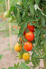 Growing unripe tomatoes close up.