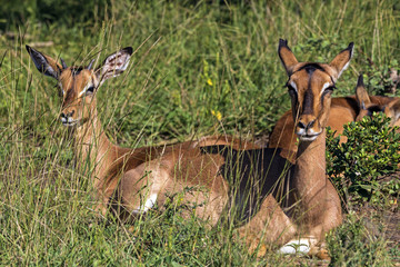 Impala Buck Resting in Green Grass in Front of Trees