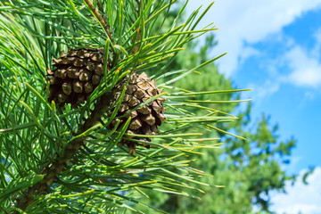 A branch of a pine tree with green needles and a pine cone on a background of a blurred blue sky.
