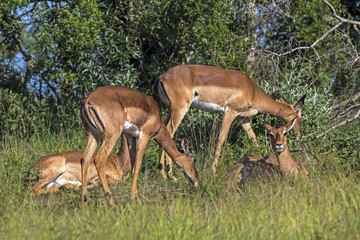 Fototapeta premium Impala Buck Resting in Green Grass in Front of Trees