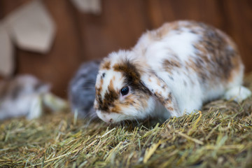 Fototapeta premium rabbits and chickens