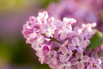 Lilac flowers on a tree in spring