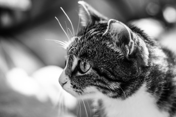 черно-белый портрет кошки, домашнее животное