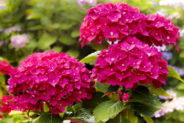 Hortensia