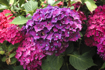 Hortensia