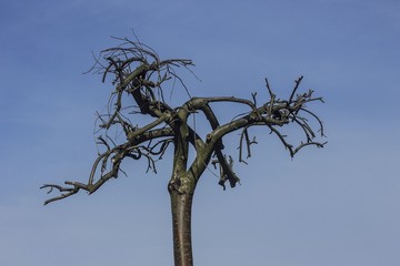 Wiosna - drzewo