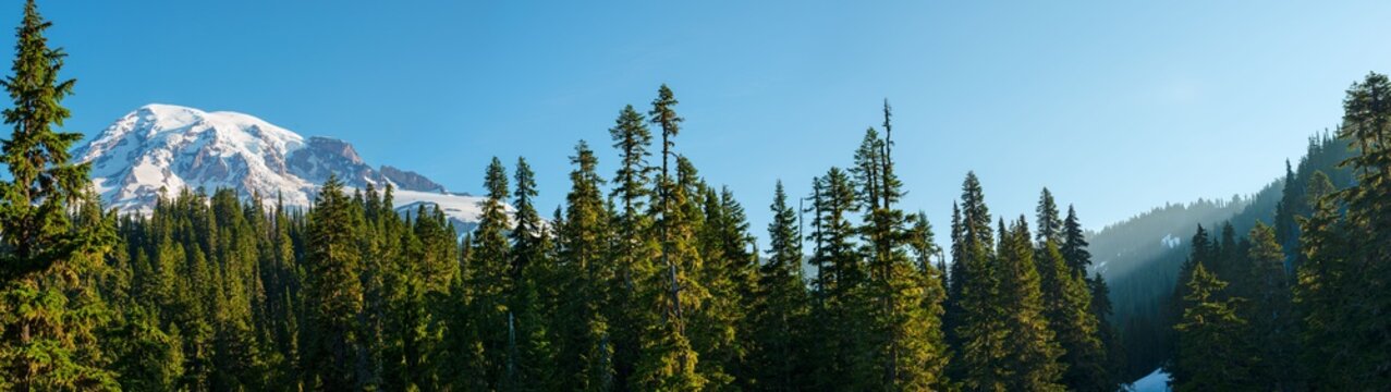 Fototapeta Forest and Mount Rainier at Mount Rainier National Park, Washington State, USA