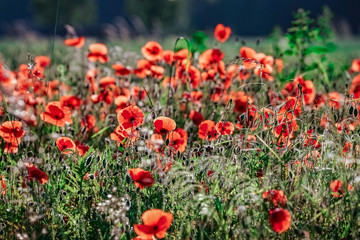 Idyllisch - leuchtet rote Mohnblüten im Gegenlicht, Hintergrund